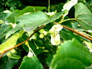 Small-leaved Linden 